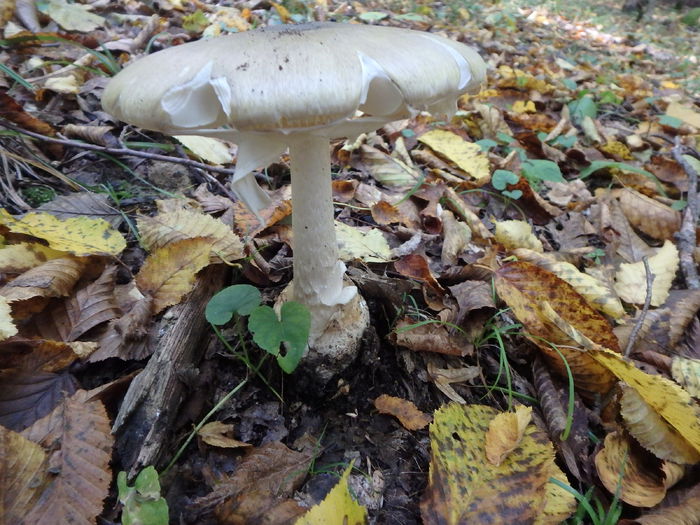 PA180426 - Amanita phalloides - Buretele viperei