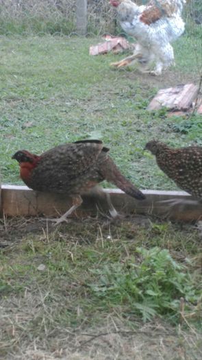 satyr - satyr tragopan