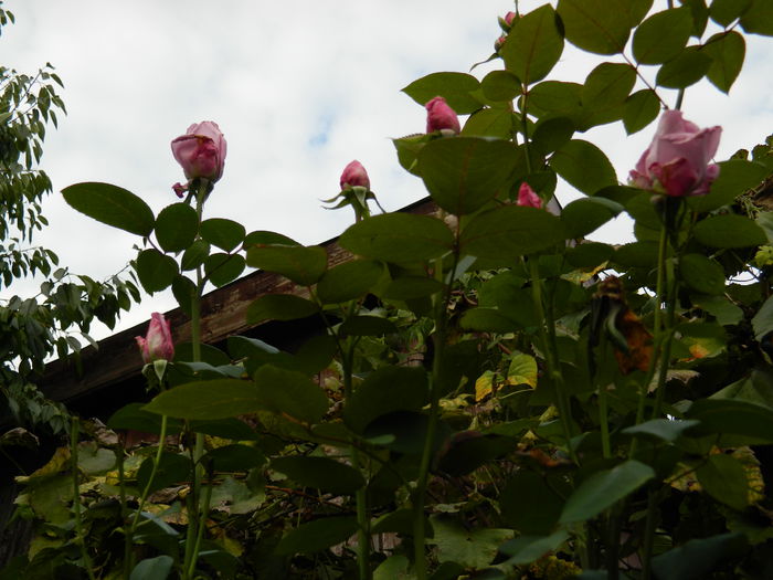 DSCN1407 - 2015_OCTOMBRIE_3