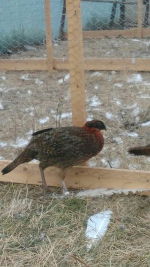 satyr - satyr tragopan