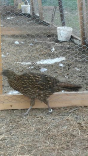 satyr - satyr tragopan