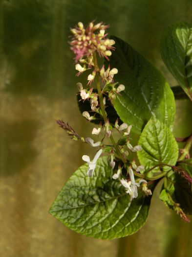 DSCN1525 - 2015_OCTOMBRIE_3