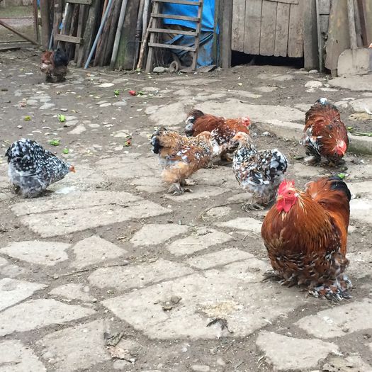 Seful clanului si familia; Cocos cochinchina pitic portelan Din 2014
