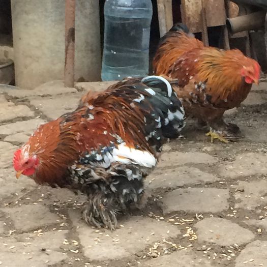 Cocos 1 cochinchina pitic; Pui 2015

