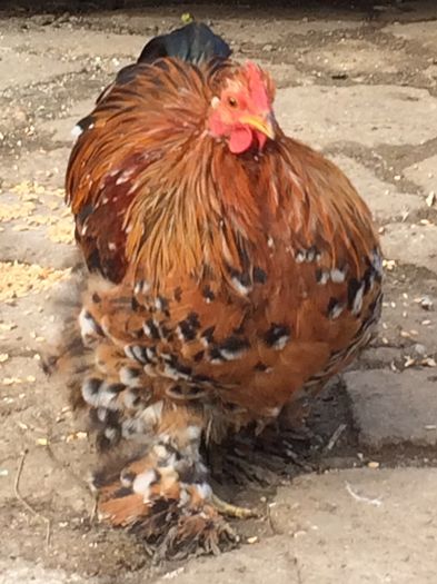 Cocos 2 cochinchina pitic portelan; Pui 2015
