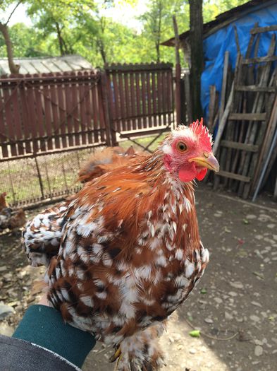 Cocos 3 cochinchina pitic portelan; Pui 2015
