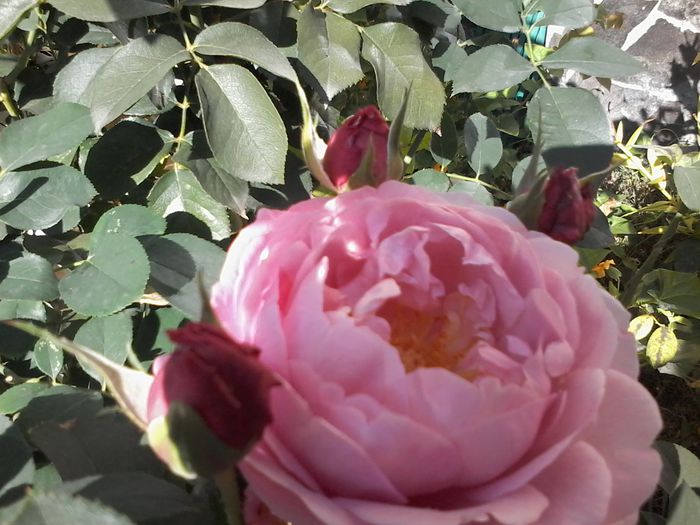 20151018_124352 - Trandafiri 2014 - 2015-2016