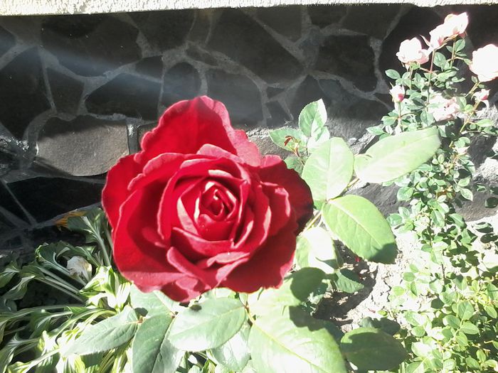 20151018_124409 - Trandafiri 2014 - 2015-2016