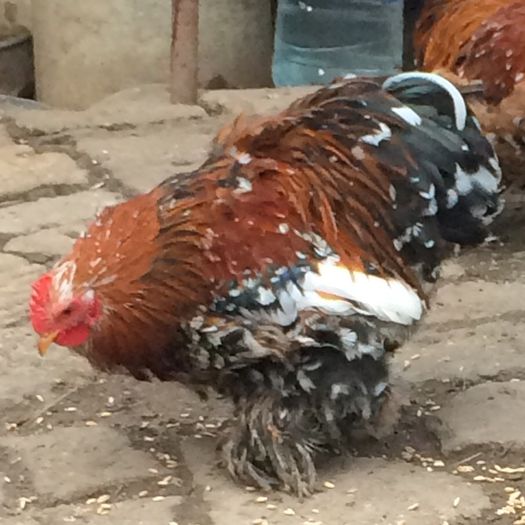 Cocos 1 cochinchina pitic portelan; Pui seria 2015
