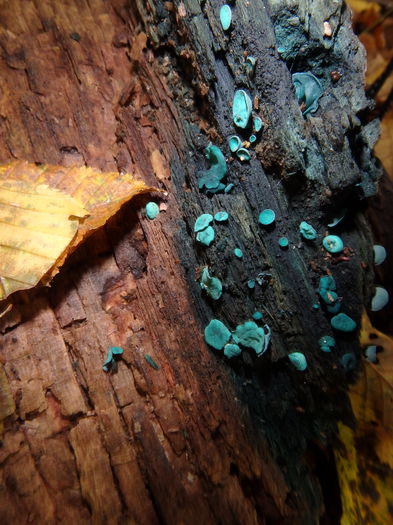 PA180421 - Chlorociboria aeruginascens