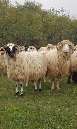 20151018_101452 - tucana alba