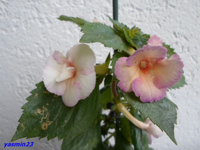 SAM_0911 18 sept 2015 - Achimenes 2015 -povestea mea