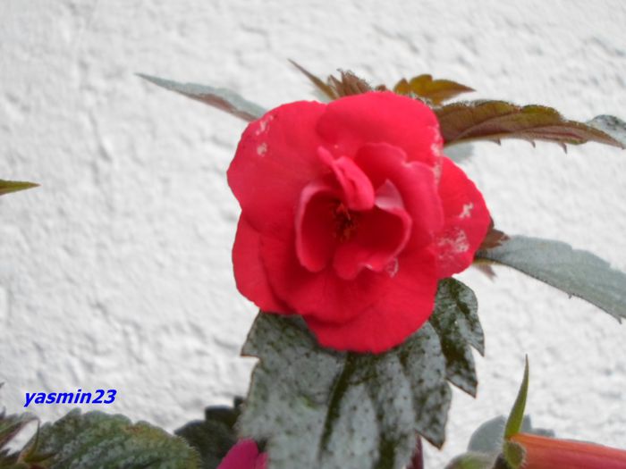 SAM_0936 – Stan‘s DeLight; 19.sept.2015
