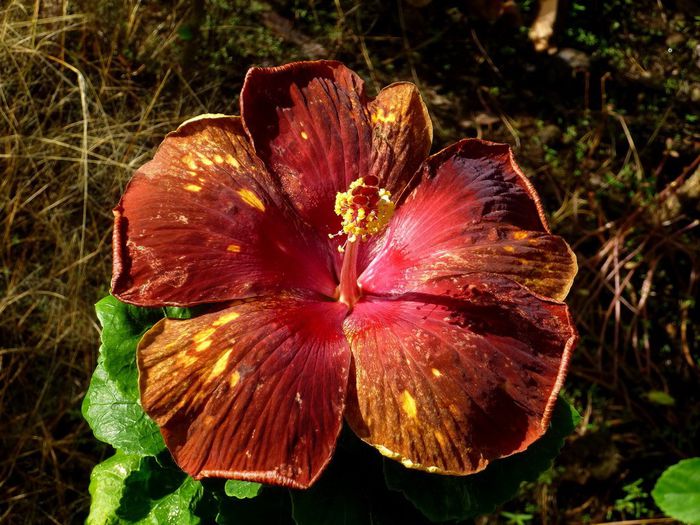 IMMA Good Night Charles! - SEMINTE DE HIBISCUS TROPICAL DE MOOREA 2015 A DOUA TRANSA