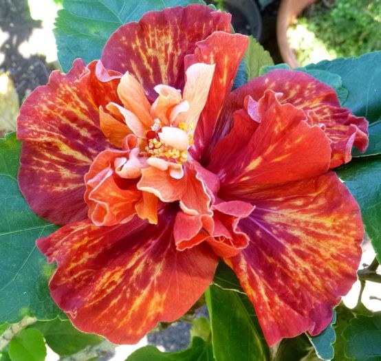 KMMA Breezy Bird - SEMINTE DE HIBISCUS TROPICAL DE MOOREA 2015 A DOUA TRANSA