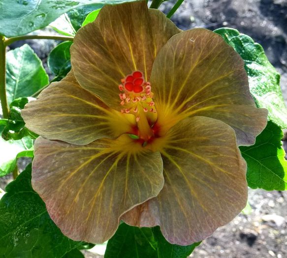 KMMA Son Of Sinbad - SEMINTE DE HIBISCUS TROPICAL DE MOOREA 2015 A DOUA TRANSA