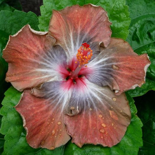 LMMA Vanessa Atalanta - SEMINTE DE HIBISCUS TROPICAL DE MOOREA 2015 A DOUA TRANSA