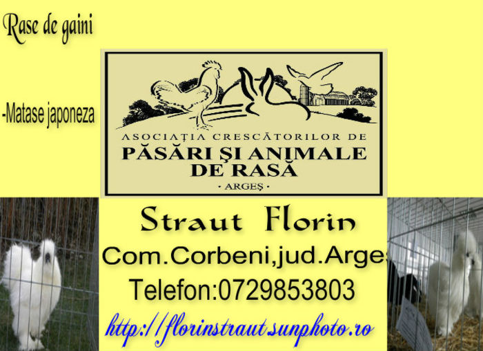 Straut Florin - 3 Membri