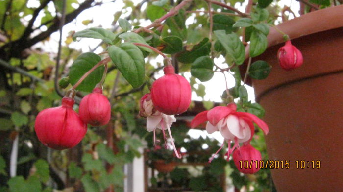 IMG_9783 - Fuchsia