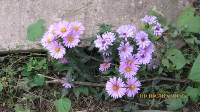 IMG_9774 - Aster