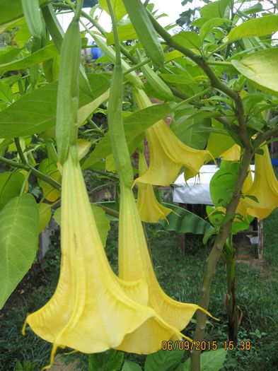 Picture 4421 - 3 BRUGMANSIA
