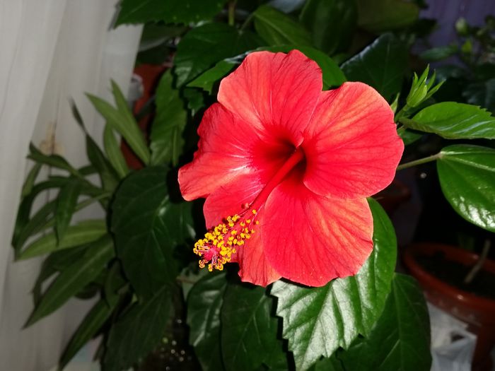  - hibiscus