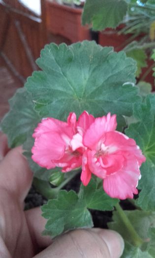 20151018_182727 - muscate 2015