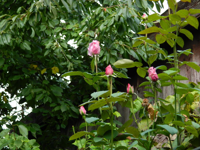 DSCN1241