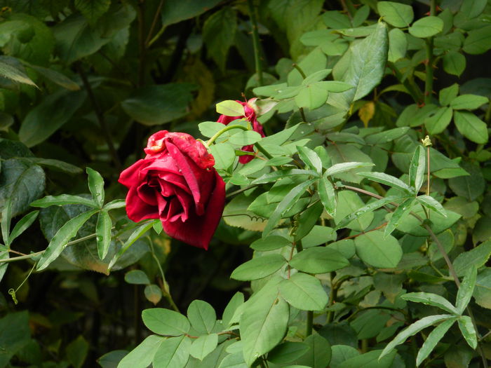 DSCN1257