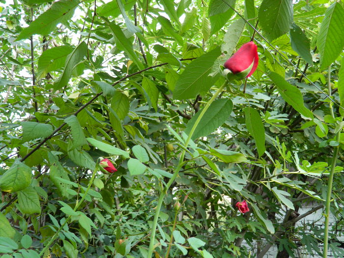 DSCN1266
