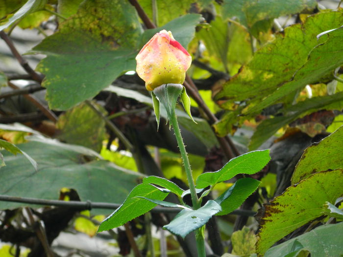 DSCN1269