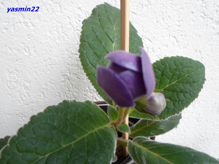 SAM_0904 - Gloxinia Blue