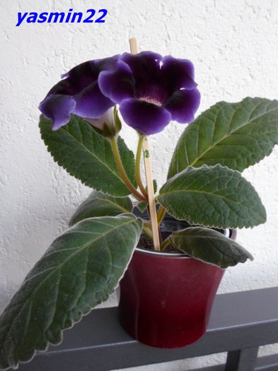 SAM_1067  21 sep.2015 - Gloxinia Blue