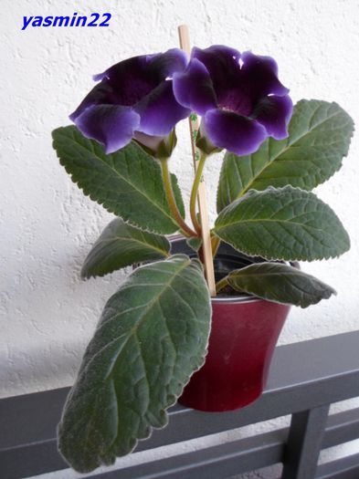 SAM_1068  21 sep.2015 - Gloxinia Blue