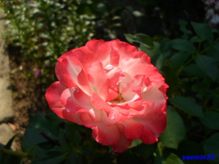 SAM_0565 - X-Hibiscus si Trandafiri