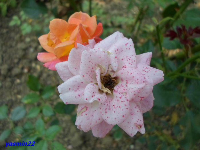 SAM_0568 - X-Hibiscus si Trandafiri