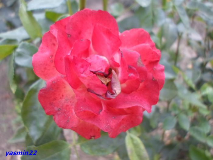 SAM_0569 - X-Hibiscus si Trandafiri