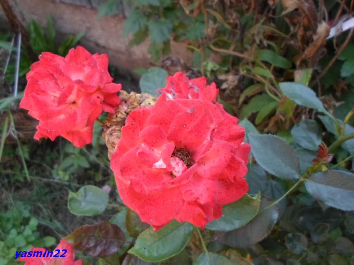 SAM_0571 - X-Hibiscus si Trandafiri