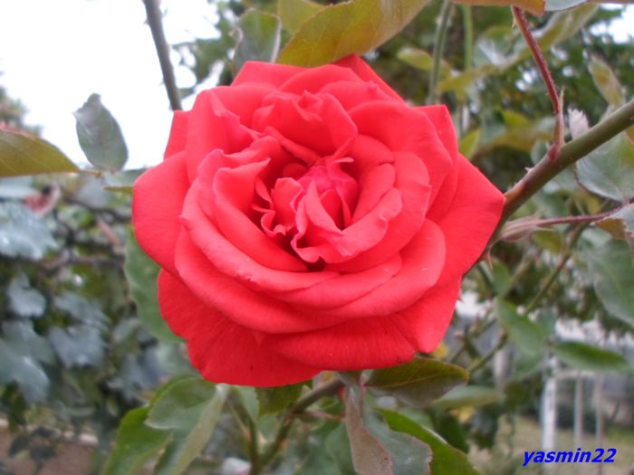 SAM_0579