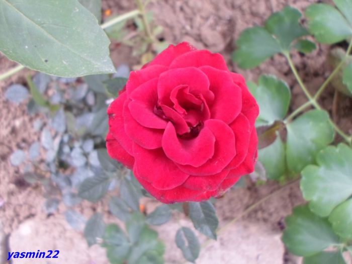 SAM_0587