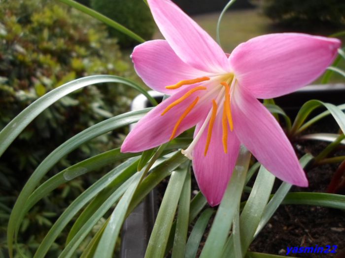 SAM_0722 - X-Zephyranthes