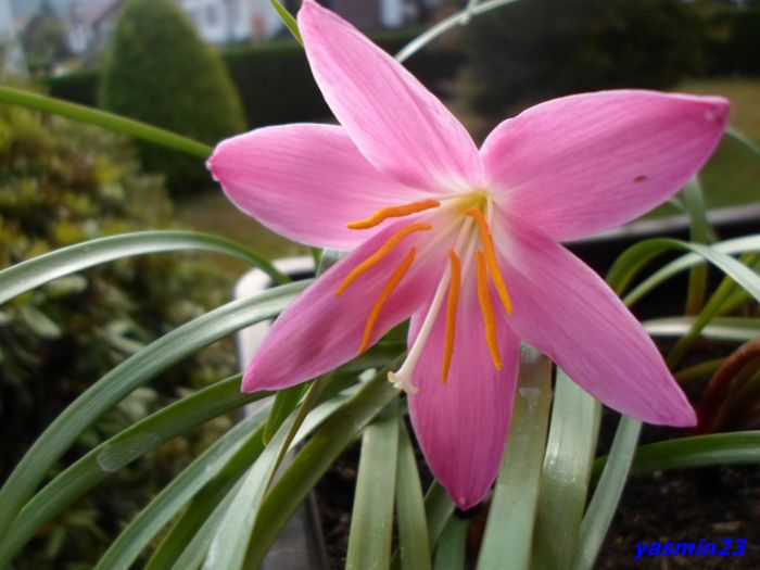 SAM_0723  12 sep.2015 - X-Zephyranthes