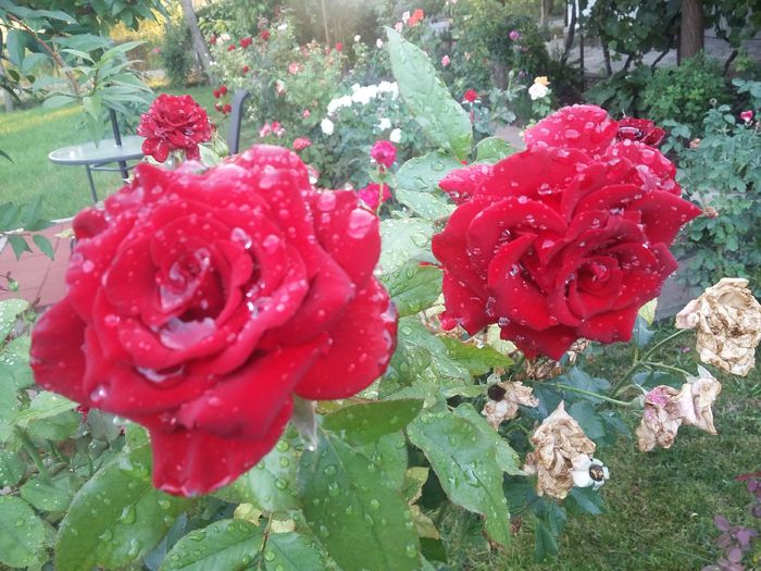 20150808_195729 - 2015 Gradina de roze