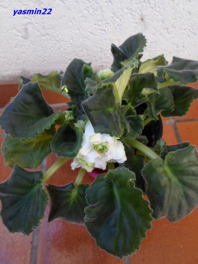 SAM_1175   28 sep.2015 - Spring Rose