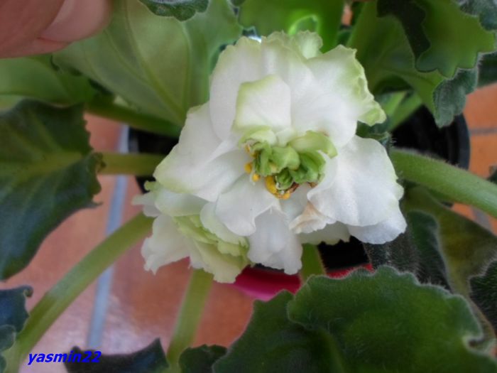 SAM_1176  28 sep.2015 - Spring Rose