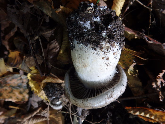 PA180463 - Cortinarius specie