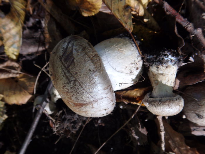 PA180464 - Cortinarius specie