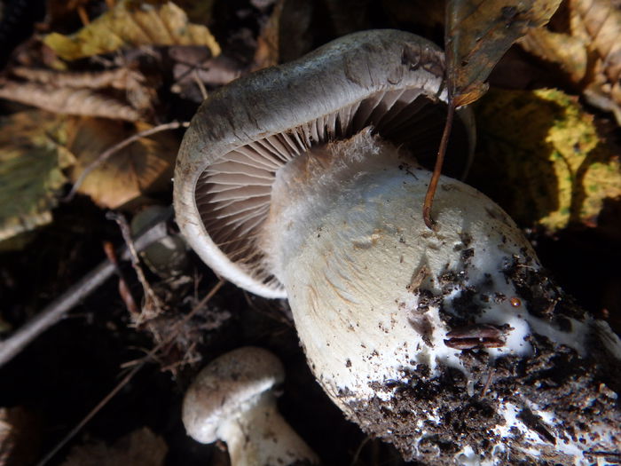 PA180465 - Cortinarius specie