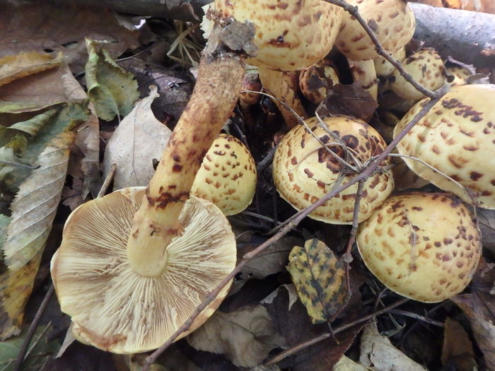 PA180408 - Pholiota adiposa