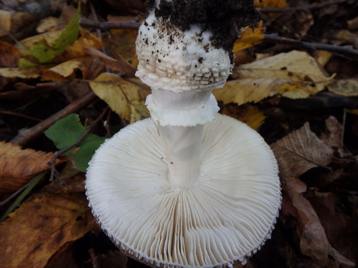 PA180459 - Amanita pantherina